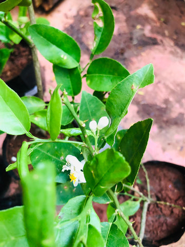 lemon tree
