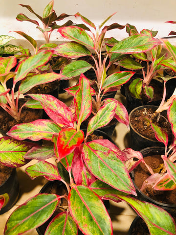 Aglaonema lipstick