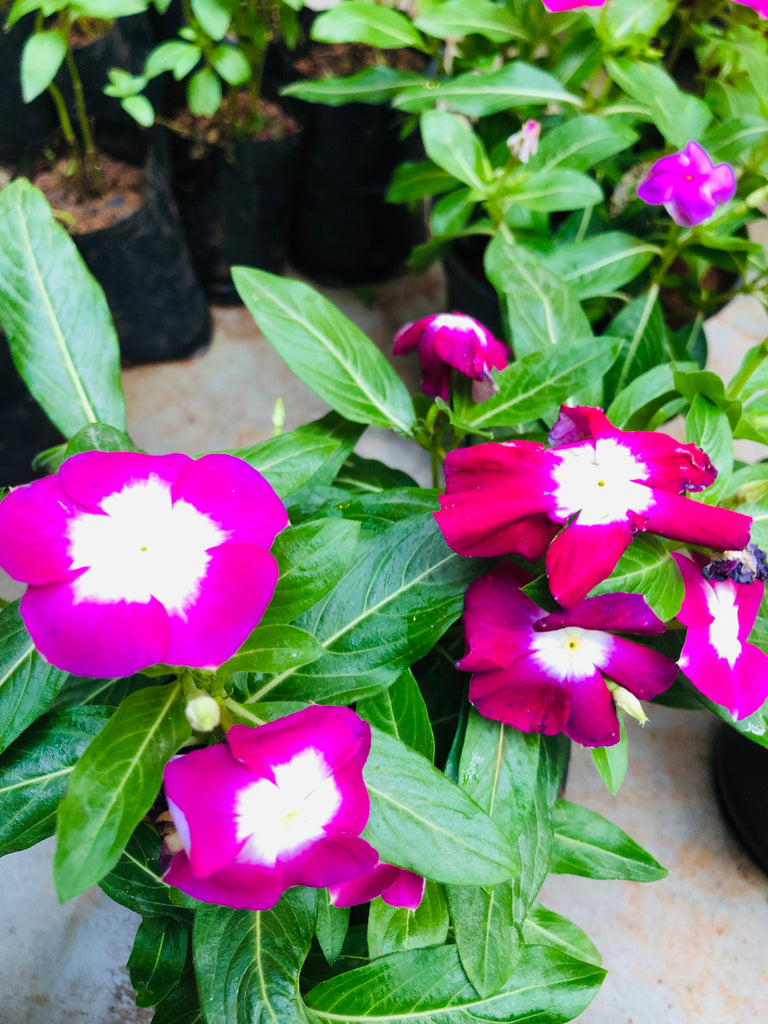 VINCA ROSE