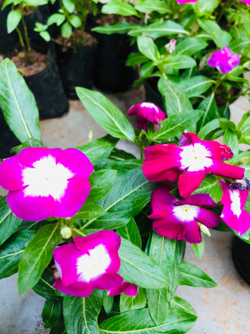 VINCA ROSE