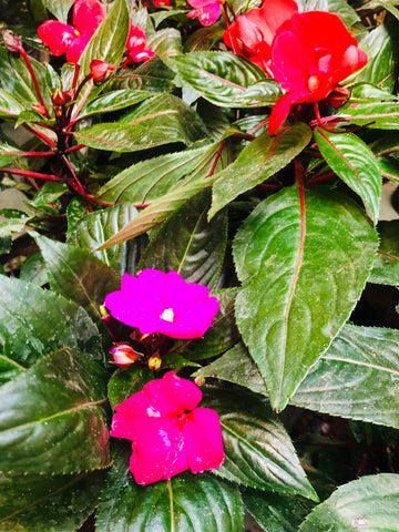 Impatiens Balsam