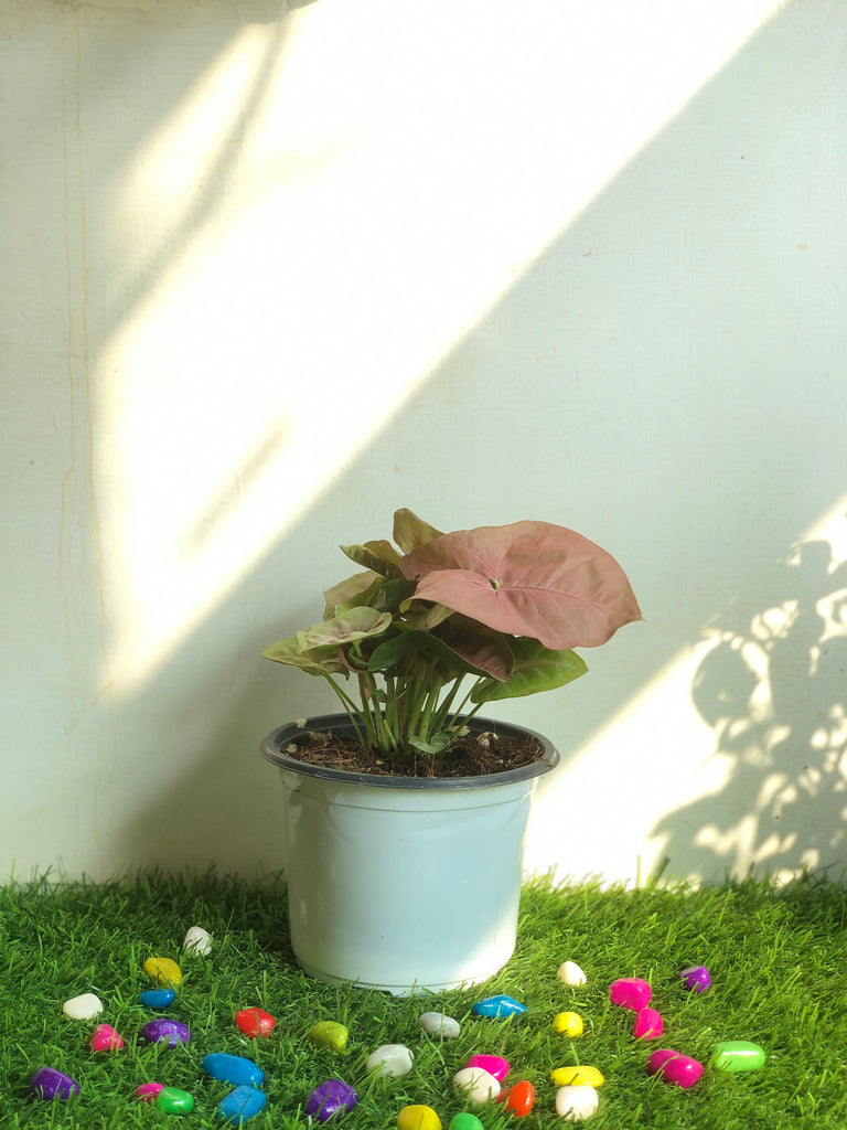 Syngonium Pink