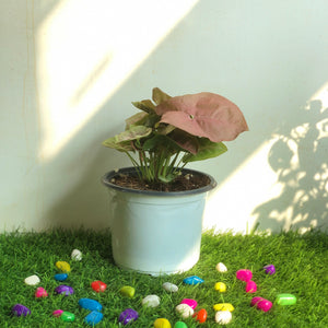Syngonium Pink
