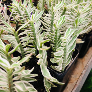 Pedilanthus