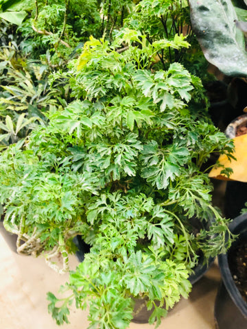 Arelia Bush