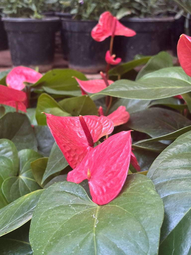 Anthurium