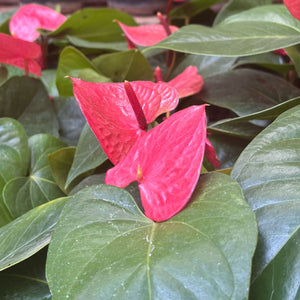 Anthurium