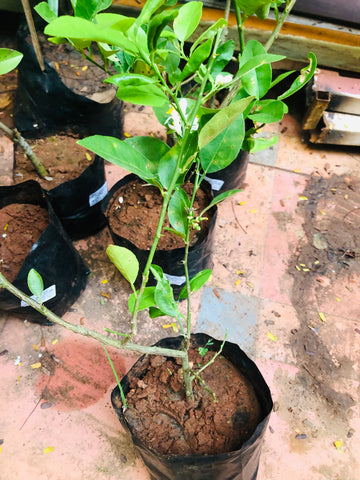 lemon tree