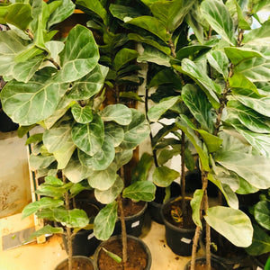Fiddle fig