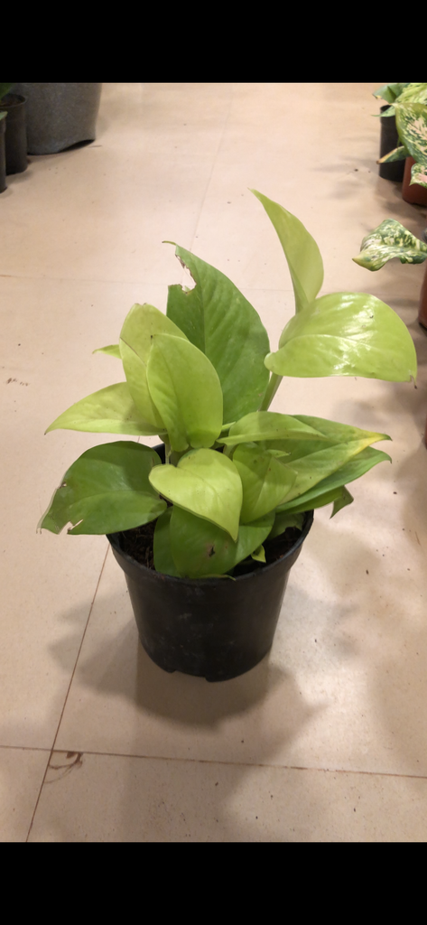 Golden Pothos money plant