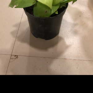 Golden Pothos money plant