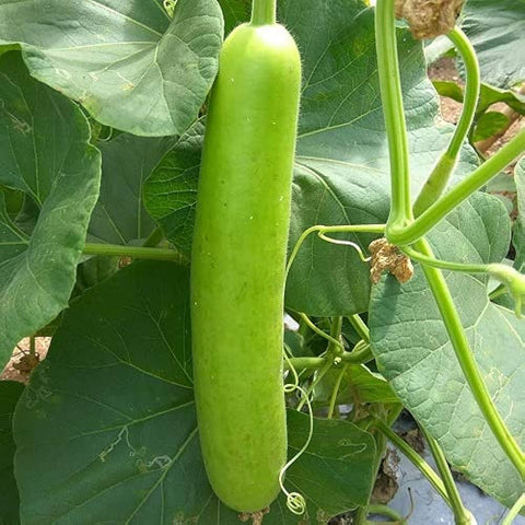 bottle gourd seed packet