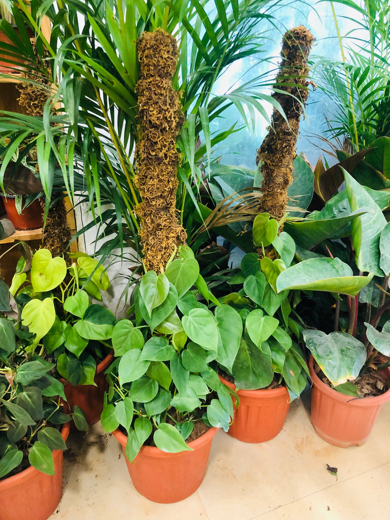 moss stick philodendron