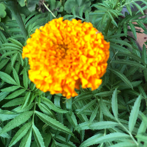 Marigold