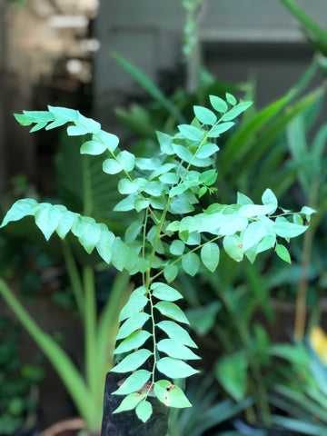 Amla / Ara nellikai / gooseberry