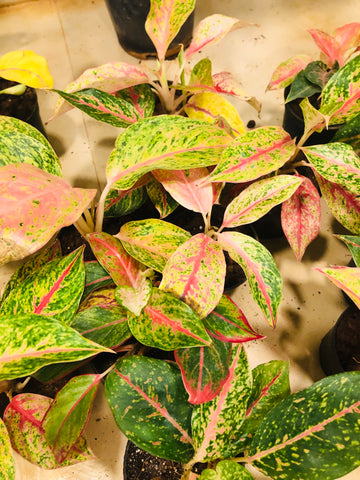 Aglaonema red