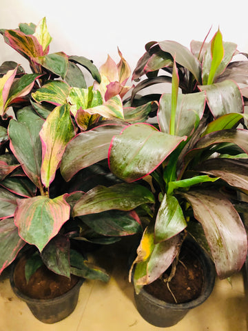 Dracena mahatma