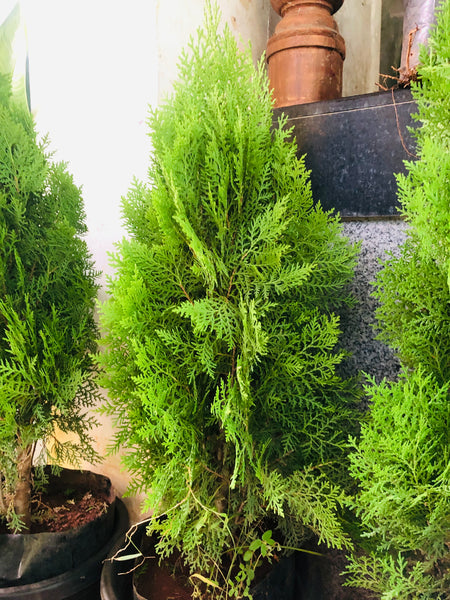 thuja indoor plant thuja plant – hariththarang