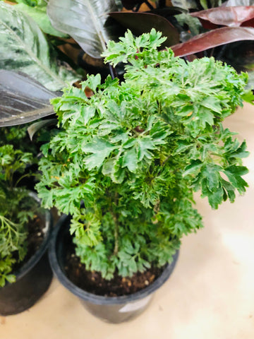 Arelia Bush
