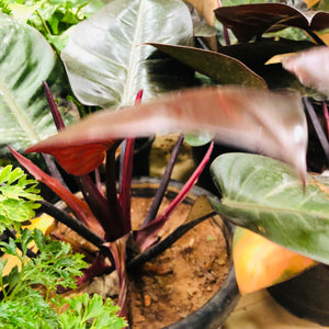 philodendron black