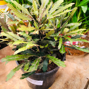 Aralia black