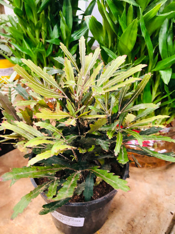 Aralia black