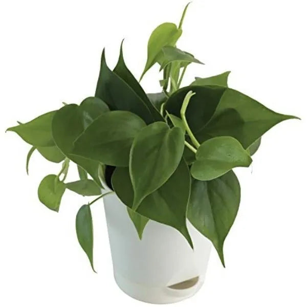 philodendron royal king Philodendron royal king – hariththarang