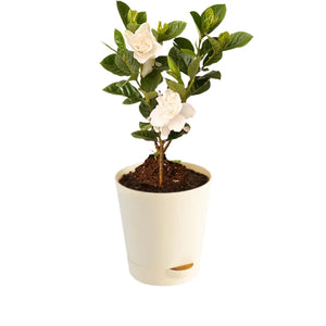 PARIJATHAM / gardenia