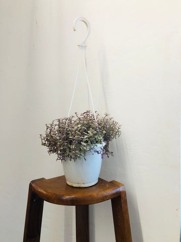 Tradescantia Mini