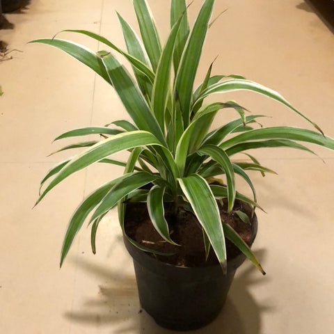 Chlorophytum comosum / spider plant