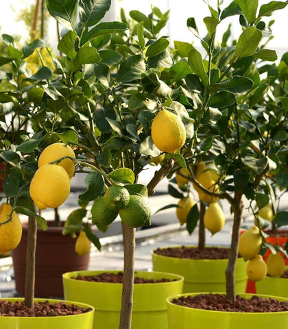 lemon tree