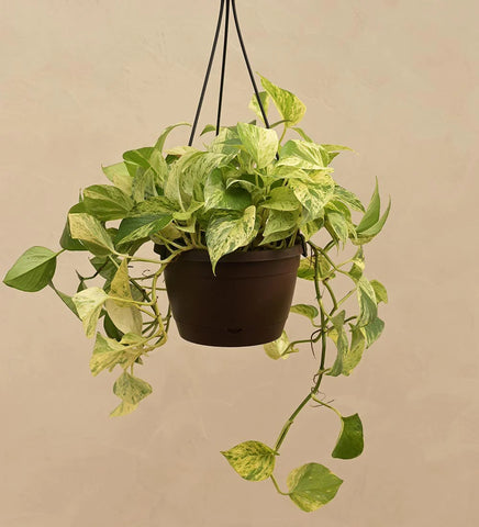 Green money plant hanging