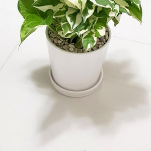 Enjoy Money Plant / POTHOS