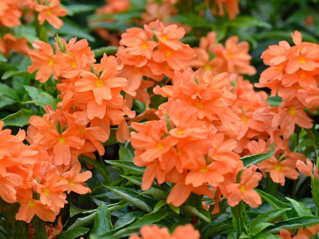 Kanagamaram / Crossandra