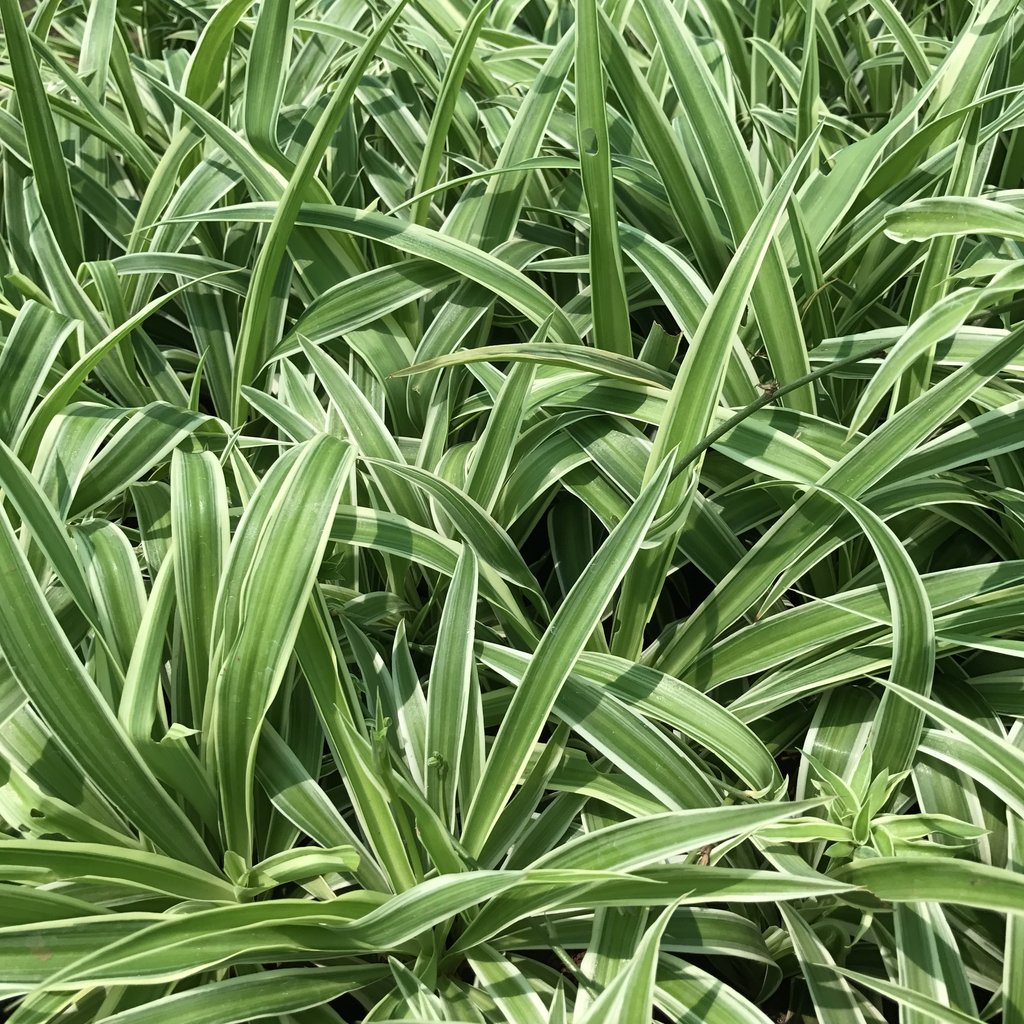 Chlorophytum comosum / spider plant