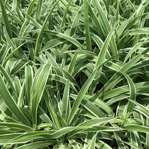 Chlorophytum comosum / spider plant