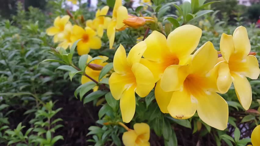 Alamanda creeper