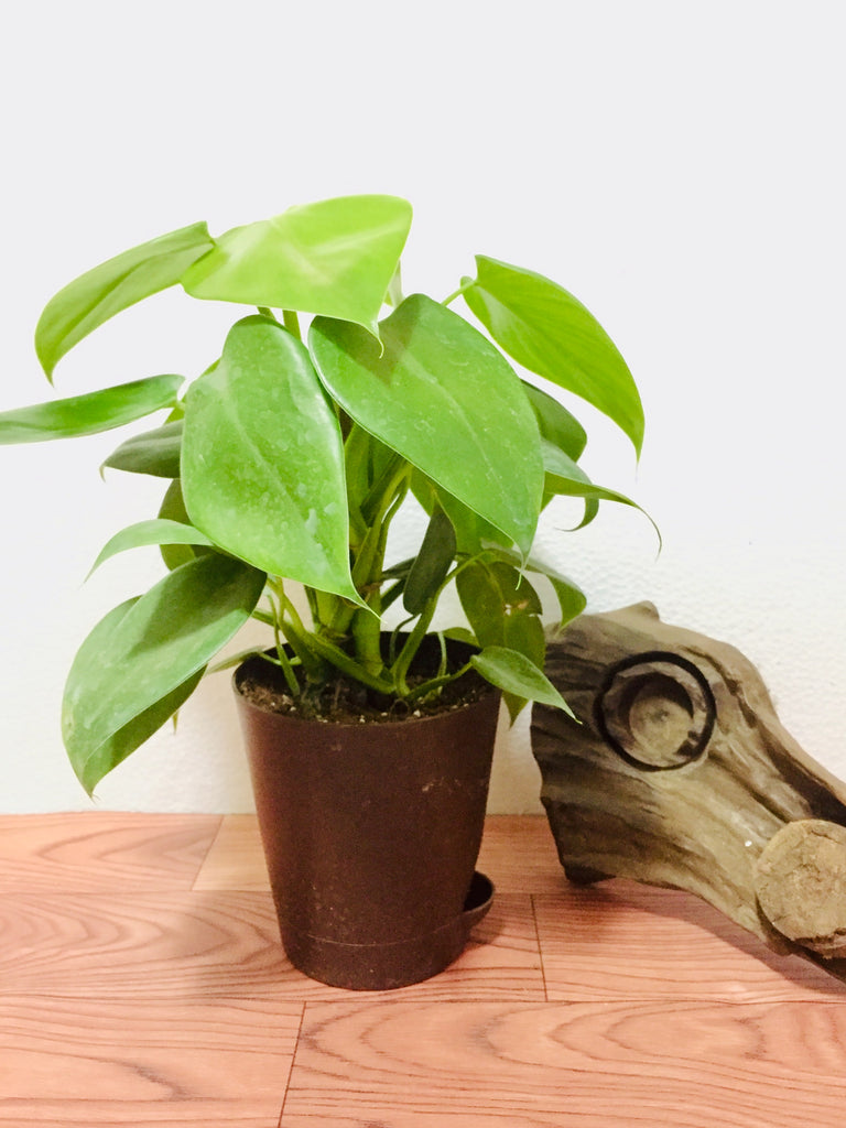 philodendron heartleaf