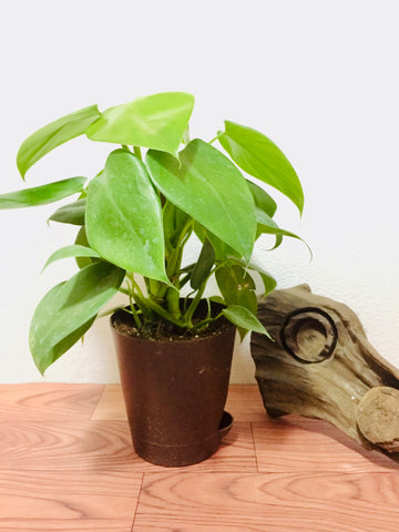 philodendron heartleaf