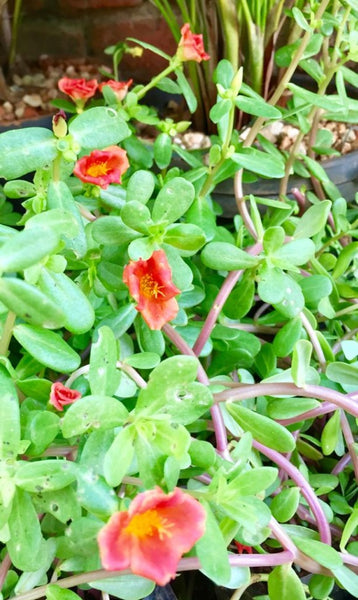 Table Rose / Bud Rose  hariththarang