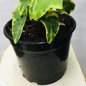 English ivy