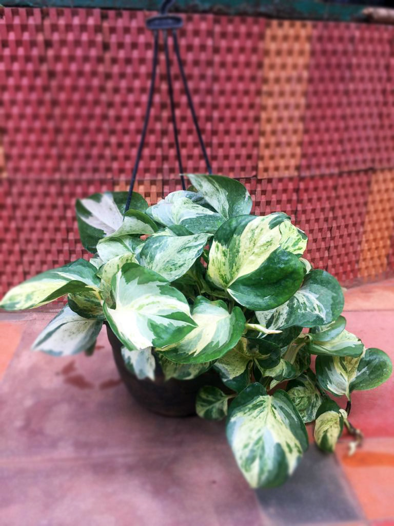 hanging plant Variety