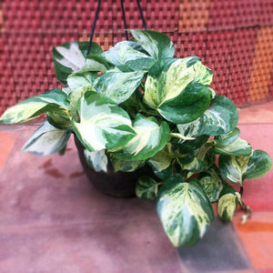 hanging plant  Variety