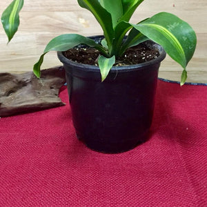 Draceana Massangeana