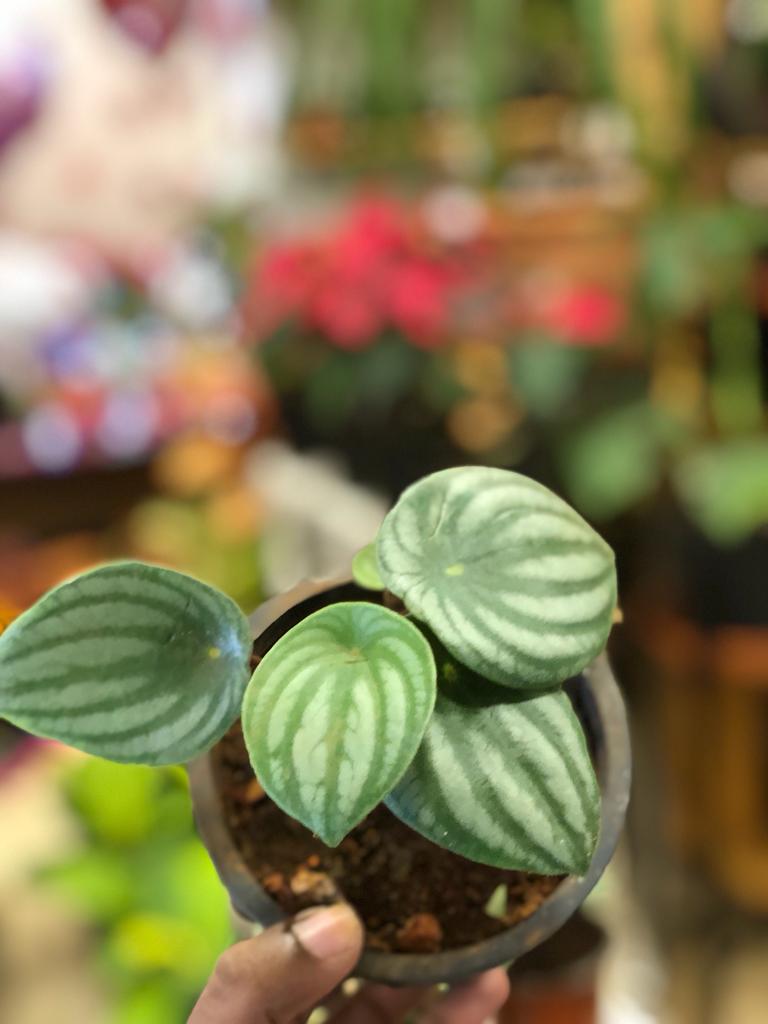 Water melon peperomia
