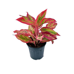 Aglaonema lipstick