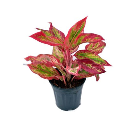 Aglaonema lipstick