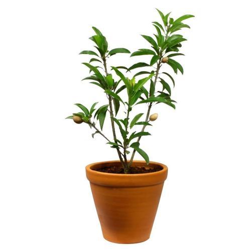sapote tree