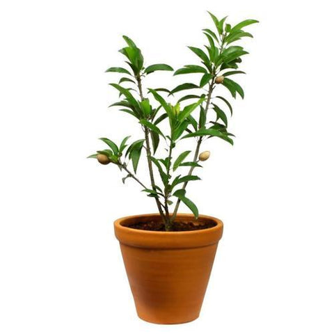 sapote tree