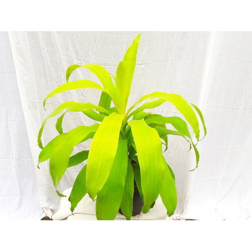 dracaena gold plant Dracaena gold – hariththarang